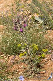 Image result for Ptilostemon afer