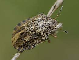 Attēlu rezultāti vaicājumam “Eurygaster testudinaria”