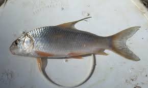 Image result for Carpiodes cyprinus