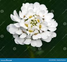 Image result for Iberis amara