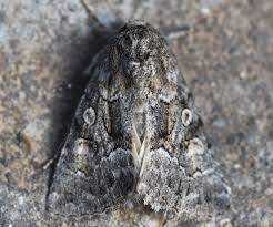 Attēlu rezultāti vaicājumam “Thalpophila matura”