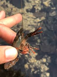 Attēlu rezultāti vaicājumam “Astacus astacus”