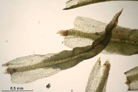 Attēlu rezultāti vaicājumam “Tortella tortuosa”