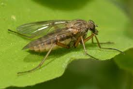 Attēlu rezultāti vaicājumam “Rhagionidae”