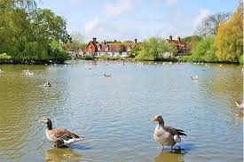 Image result for Sussex Swans
