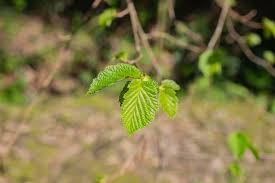 Attēlu rezultāti vaicājumam “Corylus avellana leaf”