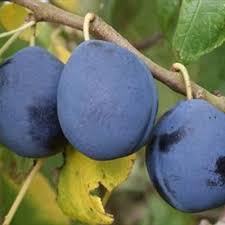 Attēlu rezultāti vaicājumam “Prunus domestica subsp. insitita”