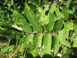 Attēlu rezultāti vaicājumam “Sorbus aucuparia leaf”