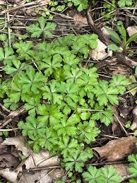Attēlu rezultāti vaicājumam “Sanicula europaea leaf”