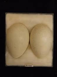 Attēlu rezultāti vaicājumam “Grus grus eggs”