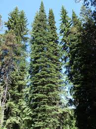 Attēlu rezultāti vaicājumam “Abies”