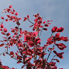 Attēlu rezultāti vaicājumam “Fagus sylvatica fo. purpurea flower”
