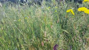 Attēlu rezultāti vaicājumam “Trisetum flavescens flower”