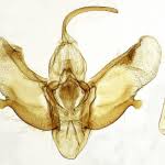 Attēlu rezultāti vaicājumam “Pareulype berberata”