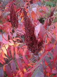 Attēlu rezultāti vaicājumam “Rhus typhina”