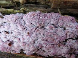 Attēlu rezultāti vaicājumam “Ceriporia excelsa”