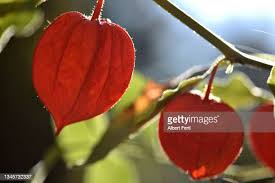 Image result for Lampionblume