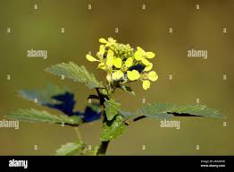 Attēlu rezultāti vaicājumam “Sinapis arvensis fruit”
