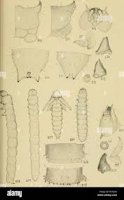 Attēlu rezultāti vaicājumam “Xylita laevigata”