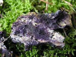 Attēlu rezultāti vaicājumam “Nectriopsis violacea”