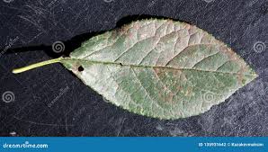 Attēlu rezultāti vaicājumam “Tranzschelia pruni-spinosae”