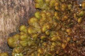 Attēlu rezultāti vaicājumam “Ptilidium pulcherrimum”