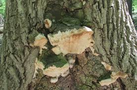 Attēlu rezultāti vaicājumam “Perenniporia medulla-panis”