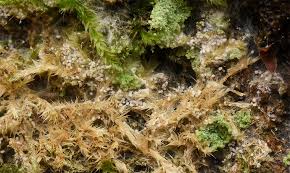 Attēlu rezultāti vaicājumam “Athelia arachnoidea”