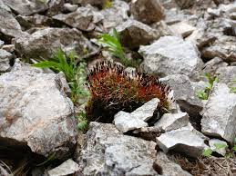 Attēlu rezultāti vaicājumam “Anomodon attenuatus sporophyte”