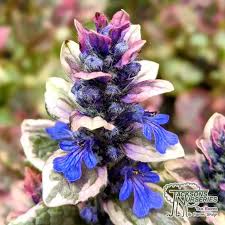 Attēlu rezultāti vaicājumam “Ajuga reptans flower”