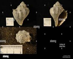 Image result for Melongena corona