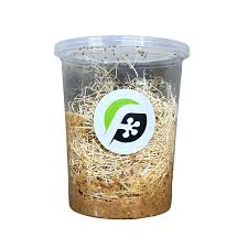 Attēlu rezultāti vaicājumam “Drosophila melanogaster”