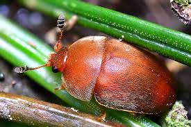 Attēlu rezultāti vaicājumam “Cychramus luteus”