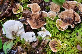 Attēlu rezultāti vaicājumam “Phellodon tomentosus”