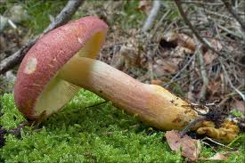 Attēlu rezultāti vaicājumam “Tricholomopsis rutilans”