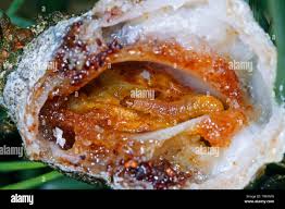 Attēlu rezultāti vaicājumam “Retinia resinella”