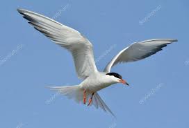 Attēlu rezultāti vaicājumam “Sterna hirundo adult”