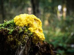 Attēlu rezultāti vaicājumam “Fuligo cinerea macro”