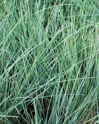 Attēlu rezultāti vaicājumam “Helictotrichon pratense leaf”