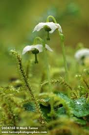 Attēlu rezultāti vaicājumam “Moneses uniflora flower”