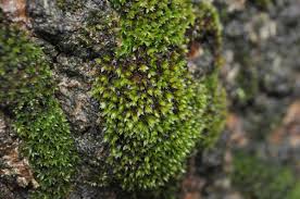 Attēlu rezultāti vaicājumam “Seligeria donniana”