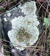 Lichen - Wikipedia, the free encyclopedia