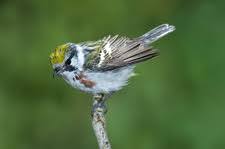 Image result for Dendroica pensylvanica