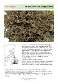 Attēlu rezultāti vaicājumam “Anaptychia ciliaris”