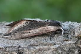 Attēlu rezultāti vaicājumam “Sphinx ligustri”