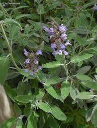 Attēlu rezultāti vaicājumam “Salvia officinalis”