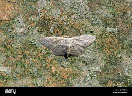 Attēlu rezultāti vaicājumam “Idaea sylvestraria”