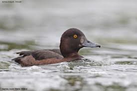 Image result for Aythya fuligula