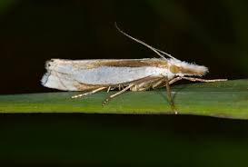 Attēlu rezultāti vaicājumam “Crambus hamella”