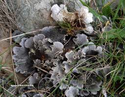 Attēlu rezultāti vaicājumam “Peltigera canina”